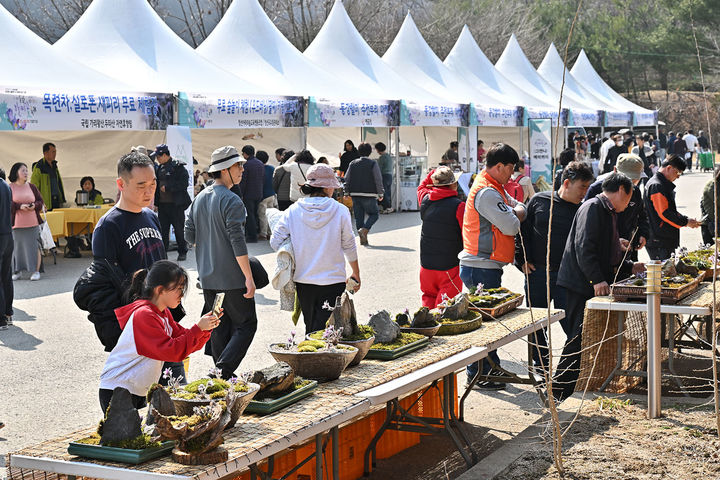 지난해 개최된 정선동강할미꽃축제장 모습.(사진=정선군 제공) *재판매 및 DB 금지