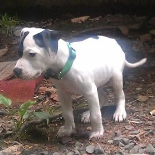 [서울=뉴시스]실종됐다 11년 만에 찾은 반려견 포티. 사진은 포티의 어릴 적 모습. (사진 출처: 인스타그램 @forty_cal_)2026.03.25.