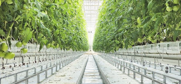 [홍천=뉴시스] 25일 홍천군(군수 신영재)은 청년 농업인 육성을 위해 조성한 임대형 스마트팜에서 완숙 토마토의 첫 출하를 시작했다고 밝혔다. 홍천군 제공. *재판매 및 DB 금지