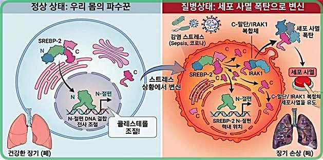 [대전=뉴시스]스트레스 상황에서 SREBP-2 단백질의 기능 변화와 세포 사멸 유도 기전 모식도.(사진=생명연구원 제공) *재판매 및 DB 금지