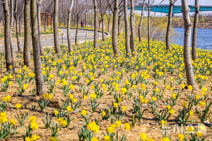 '인천 계양아라온 꽃사태' 수선화 등 5만여본 개화