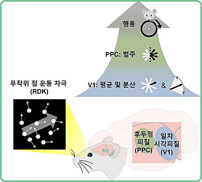 [대전=뉴시스] RDK 자극에 대한 시각-두정엽 계층에서의 요약 통계 및 범주 정보처리 개념도. 시각정보가 계층적으로 변환돼 행동으로 연결되는 과정을 나타낸다.(사진=IBS 제공) *재판매 및 DB 금지