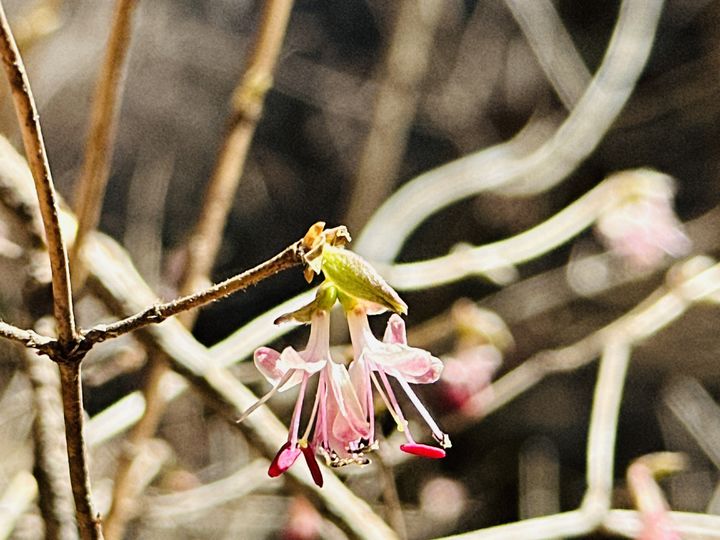 [대구=뉴시스] 올괴불나무. (사진=팔공산국립공원동부사무소 제공) 2026.03.25. photo@newsis.com *재판매 및 DB 금지