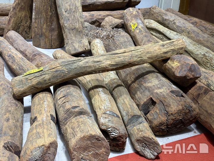 [목포=뉴시스] 한이재 기자 = 25일 국립해양유산연구소 강당에서 결박을 위해 홈이 파진 것으로 추정되는 목재들을 연출해 전시하고 있다. 2026.03.25. nowone@newsis.com