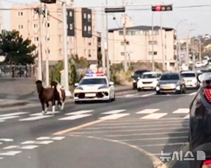 [제주=뉴시스] 23일 오후 제주시 애월읍 도로에서 축사에서 탈출한 말들이 도로를 달려 경찰이 수습에 나서고 있다. (사진=독자 제공) 2026.03.25. photo@newsis.com