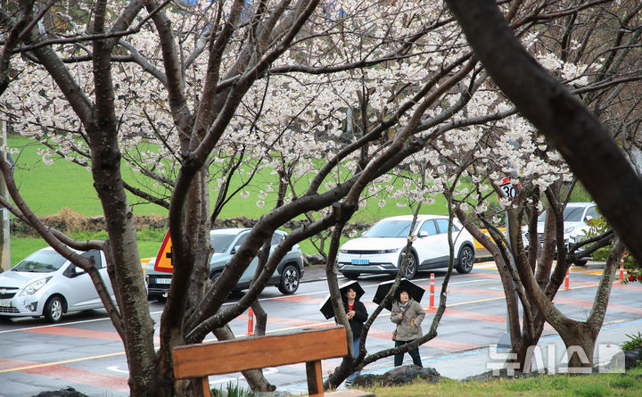 [제주=뉴시스] 우장호 기자 = 봄비가 내리는 25일 제주시 도두동에서 우산을 든 시민들이 활짝 핀 벚꽃을 감상하고 있다. 2026.03.25. woo1223@newsis.com