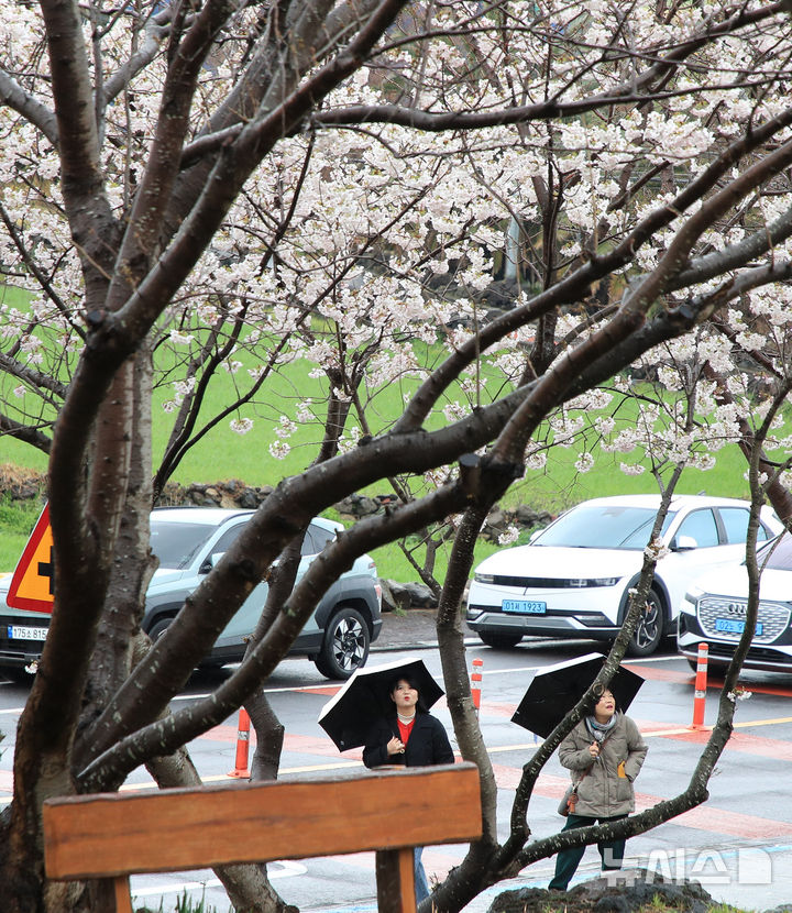 [제주=뉴시스] 우장호 기자 = 봄비가 내리는 25일 제주시 도두동에서 우산을 든 시민들이 활짝 핀 벚꽃을 감상하고 있다. 2026.03.25. woo1223@newsis.com