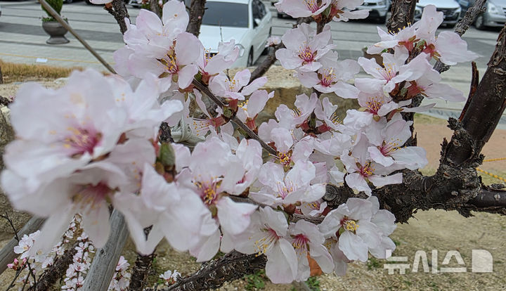 [울산=뉴시스] 배병수 기자 = 완연한 봄 날씨를 보인 25일 울산시청 광장에 앵두나무꽃이 활짝 펴 봄소식을 전하고 있다. 2026.03.25. bbs@newsis.com.