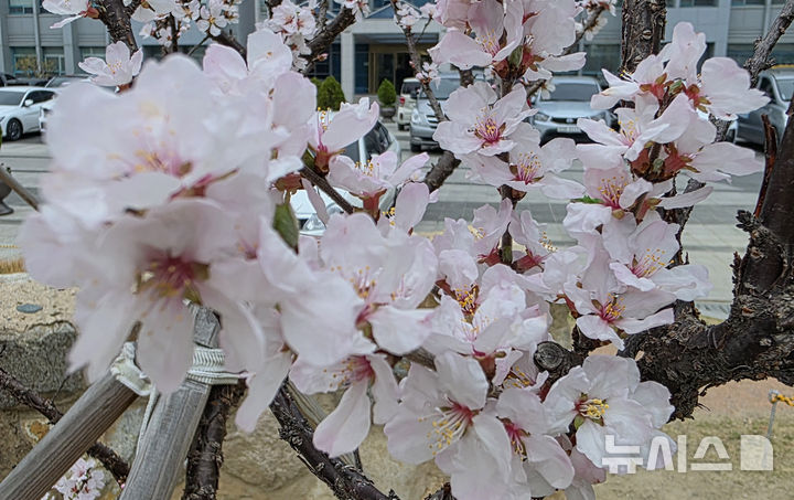 [울산=뉴시스] 배병수 기자 = 완연한 봄 날씨를 보인 25일 울산시청 광장에 앵두나무꽃이 활짝 펴 봄소식을 전하고 있다. 2026.03.25. bbs@newsis.com.