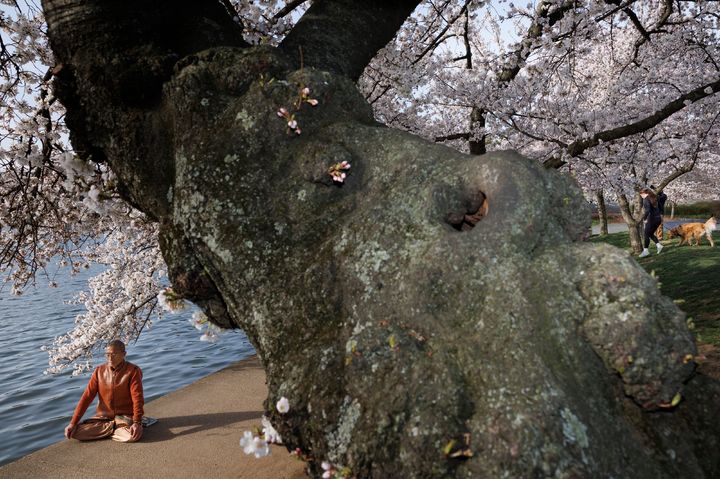 [워싱턴=AP/뉴시스] 25일(현지 시간) 벚꽃이 만개한 미국 워싱턴 타이들 베이슨에서 한 남성이 벚나무 옆에 앉아 명상하고 있다. 2026.03.26.