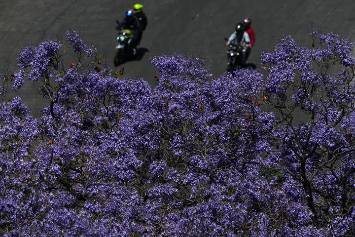 [멕시코시티=AP/뉴시스] 25일(현지 시간) 멕시코 수도 멕시코시티의 거리에서 오토바이 운전자들이 보라색 자카란다꽃 아래를 지나고 있다. 매년 3월부터 4월까지 자카란다가 도시 거리와 공원, 광장을 수놓으며 그림 같은 풍경을 연출한다. 2026.03.26.