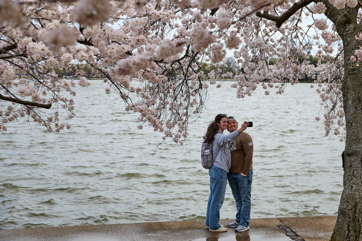[워싱턴=AP/뉴시스] 25일(현지 시간) 벚꽃이 만개한 미국 워싱턴 타이들 베이슨에서 한 연인이 셀카를 찍고 있다. 2026.03.26.