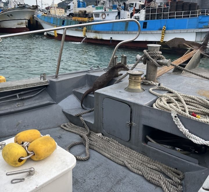 [서울=뉴시스] SEAMUSE호에 방문한 해달 (사진=국가유산청 제공) 2026.03.26. photo@newsis.com *재판매 및 DB 금지