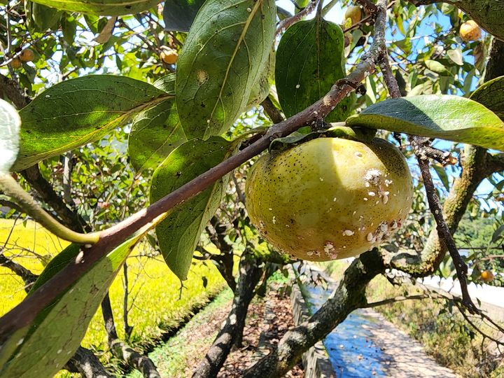 [진주=뉴시스] 단감 깍지벌레. (사진=경남농업기술원 제공) 2026.03.26. photo@newsis.com *재판매 및 DB 금지