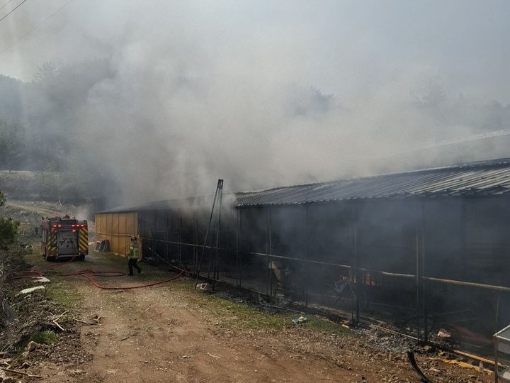 [화순=뉴시스] 26일 오전 11시38분께 전남 화순군 이양면 한 축사에서 불이 나 소방 당국이 진화 작업을 벌이고 있다. (사진=전남소방본부 제공) 2026.03.26. photo@newsis.com *재판매 및 DB 금지