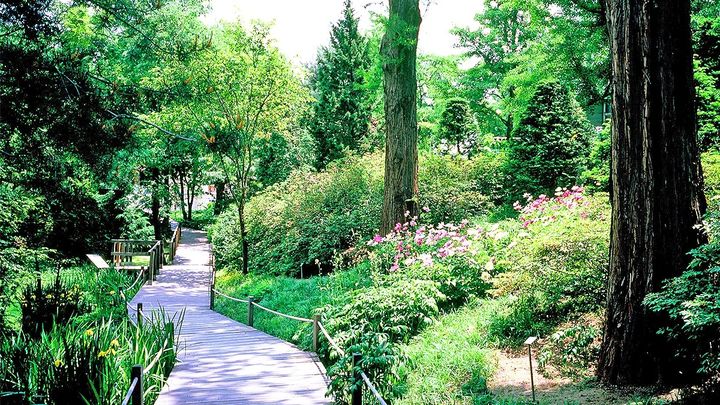 [서울=뉴시스]홍릉숲. (사진출처:국립산림과학원)2026.03.26.