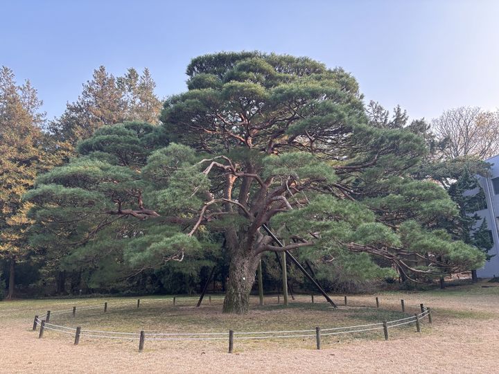 [서울=뉴시스] 홍릉 제5경 반송.(사진출처:국립산림과학원) 2026.03.26.