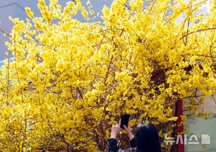 부산 동구의 한 주택 담장에 활짝 핀 개나리. (뉴시스DB) photo@newsis.com
