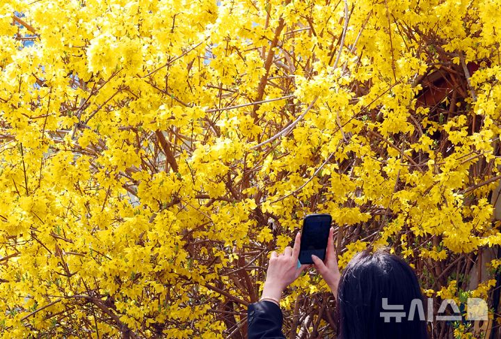 [부산=뉴시스] 하경민 기자 = 완연한 봄 날씨를 보인 26일 부산 동구의 한 주택 담장에 개나리가 활짝 펴 시민들의 눈길을 사로잡고 있다. 2026.03.26. yulnetphoto@newsis.com