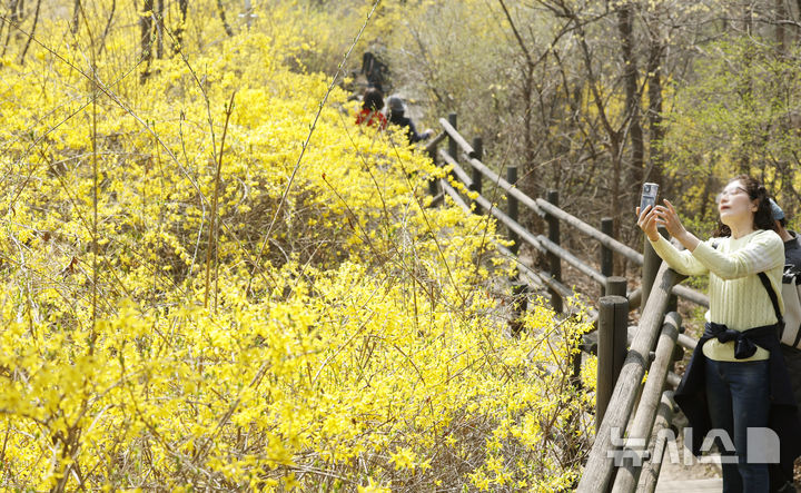 만개한 개나리(사진=뉴시스 DB)