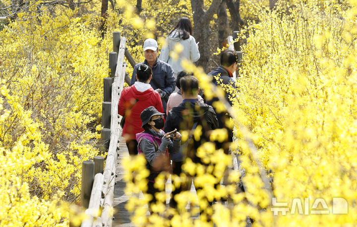 [서울=뉴시스] 김혜진 기자 = 봄날씨를 보이는 26일 서울 성동구 응봉산에서 시민들 만개한 개나리를 배경으로 사진을 찍고 있다. 2026.03.26. jini@newsis.com