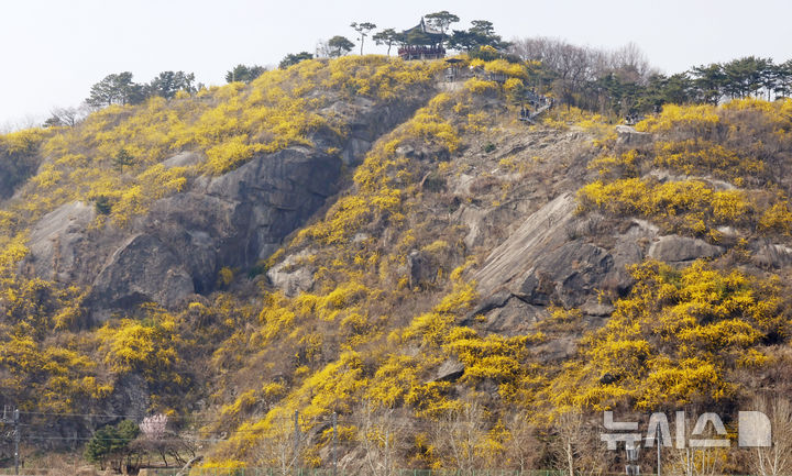 [서울=뉴시스] 김혜진 기자 = 봄날씨를 보이는 26일 서울 성동구 응봉산에서 시민들 만개한 개나리를 배경으로 사진을 찍고 있다. 2026.03.26. jini@newsis.com