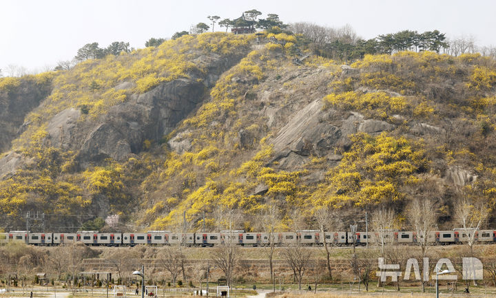 [서울=뉴시스] 김혜진 기자 = 봄날씨를 보이는 26일 서울 성동구 응봉산에서 시민들 만개한 개나리를 배경으로 사진을 찍고 있다. 2026.03.26. jini@newsis.com
