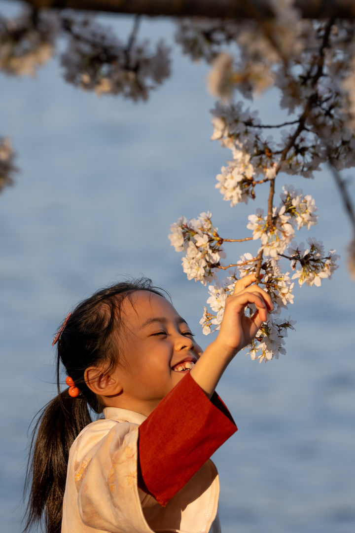 [워싱턴=AP/뉴시스] 26일(현지 시간) 미국 워싱턴 타이들 베이슨에서 한 어린이가 벚꽃과 기념촬영 하고 있다. 2026.03.30.