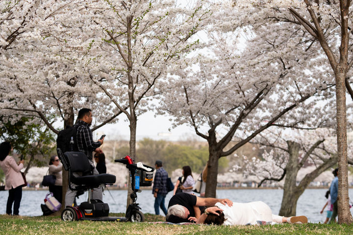 [워싱턴=AP/뉴시스] 26일(현지 시간) 미국 워싱턴 타이들 베이슨에서 시민들이 벚꽃을 감상하고 있다. 2026.03.30.