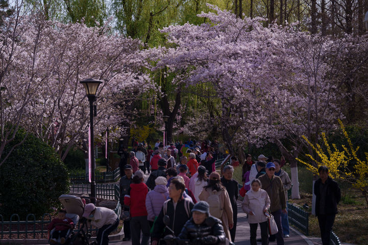 [베이징=AP/뉴시스] 3월 27일(현지 시간) 중국 베이징 위위안탄 공원에서 시민들이 만개한 벚꽃을 보며 걷고 있다. 2026.04.01.