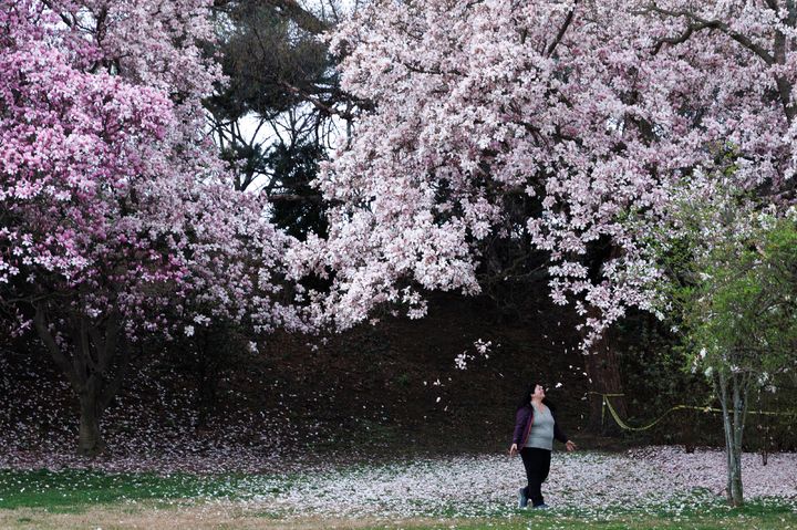 [워싱턴=AP/뉴시스] 3월 27일(현지 시간) 미국 워싱턴 D.C. 내셔널몰 인근 타이들 베이슨에서 한 시민이 벚꽃을 감상하고 있다. 2026.04.01.