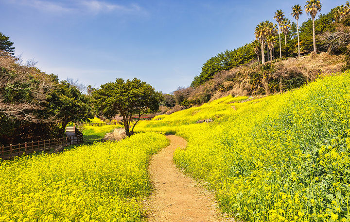 [서울=뉴시스] 켄싱턴리조트 제주중문 앞 유채꽃이 만개한 엉덩물 계곡(사진=이랜드파크) *재판매 및 DB 금지