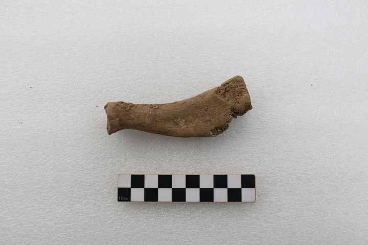 [서울=뉴시스] 전북 군산 개사동 패총서 발견된 물범 뼈. 국립완주문화유산연구소는 "전북지역에서 매우 드문 사례"라며 "당시 해안 지역 주민들의 식생활과 생업 활동을 이해하는 데 중요한 단서를 제공한다"고 설명했다. (사진=국가유산청 제공) 2026.03.27. photo@newsis.com *재판매 및 DB 금지