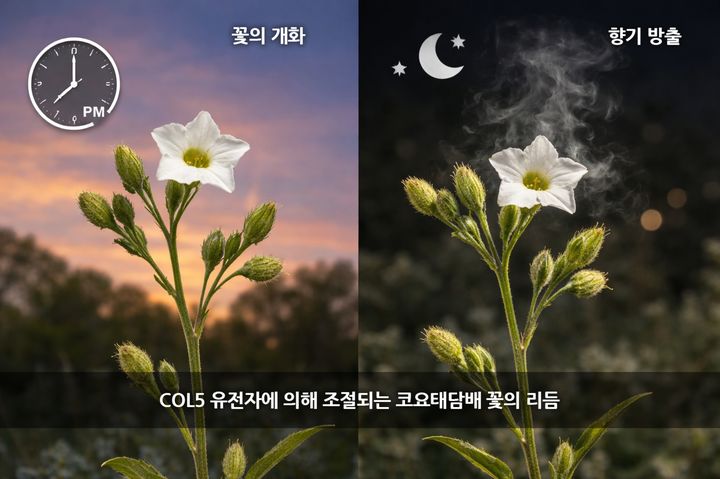 [대전=뉴시스] 카이스트(KAIST)가 식물의 향기 방출시점과 개화시기를 조정하는 핵심역할을 하는 COL5를 확인했다.(사진=카이스트 제공) *재판매 및 DB 금지
