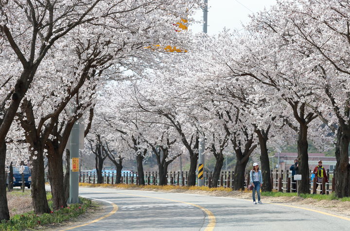 [천안=뉴시스] 충남 천안시 북면 위례벚꽃축제가 내달 11~12일 열린다. (사진=축제 추진위 제공) 2026.03.27. photo@newsis.com *재판매 및 DB 금지