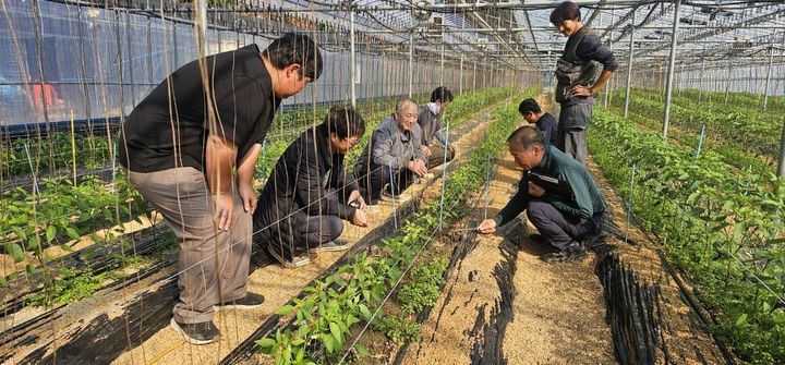 [밀양=뉴시스] 지난해 고추 분야 농업기술명장 징검다리 현장 교육을 하고 있다. (사진= 밀양시 제공) 2026.03.27. photo@newsis.com *재판매 및 DB 금지