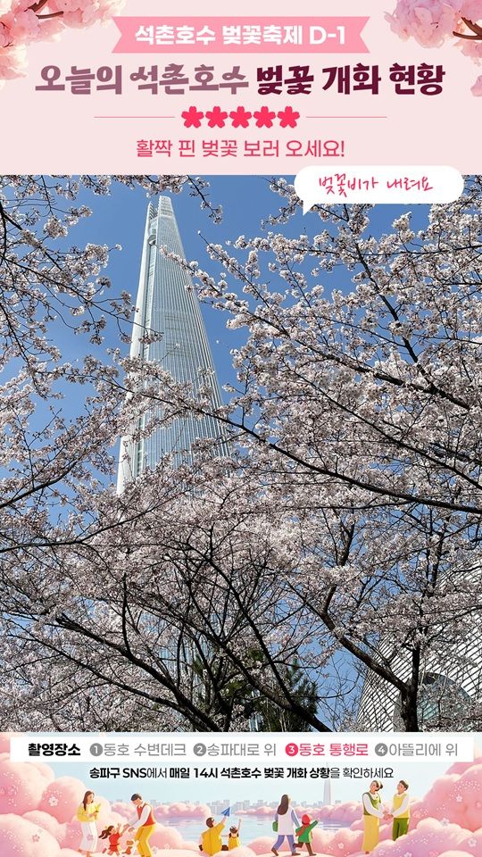 [서울=뉴시스] 벚꽃카운트다운_만개. 2026.03.27. (자료=송파구 제공) *재판매 및 DB 금지