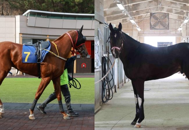 [서울=뉴시스] '제22회 KRA컵 마일'에 출전하는 '헤이브라더(왼쪽)', '청춘은자유'. (사진=한국마사회 제공) *재판매 및 DB 금지