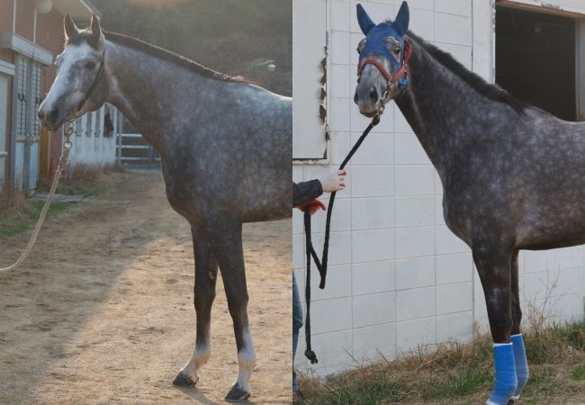 [서울=뉴시스] '제22회 KRA컵 마일'에 출전하는 '플러터(왼쪽)', '라이브스타'. (사진=한국마사회 제공) *재판매 및 DB 금지