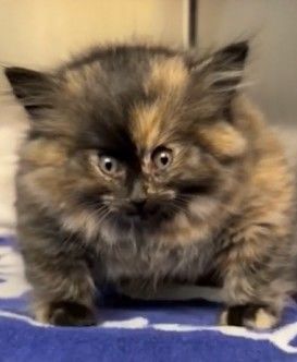 [서울=뉴시스]몸이 복어처럼 부풀어 오르는 희귀 질환을 앓아 화제가 된 미국 캘리포니아의 한 유기묘가 건강을 회복했다는 소식이 전해졌다. (사진=레딧 캡처) *재판매 및 DB 금지