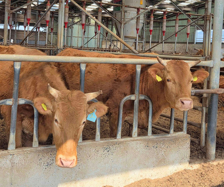 상위 1% 담양산 명품 한우. (사진=담양군 제공) *재판매 및 DB 금지