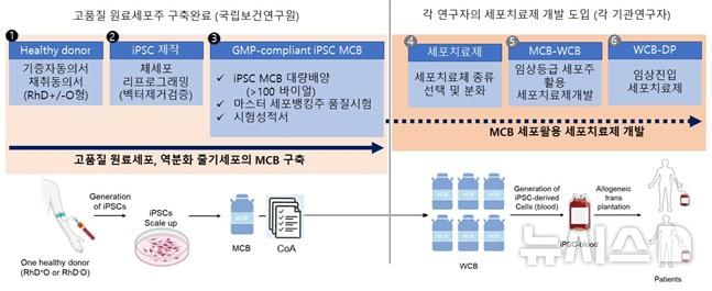 [세종=뉴시스]역분화 줄기세포주 유래 세포치료제 개발순서. (사진=질병관리청 국립보건연구원 제공) 2026.03.29. photo@newsis.com 