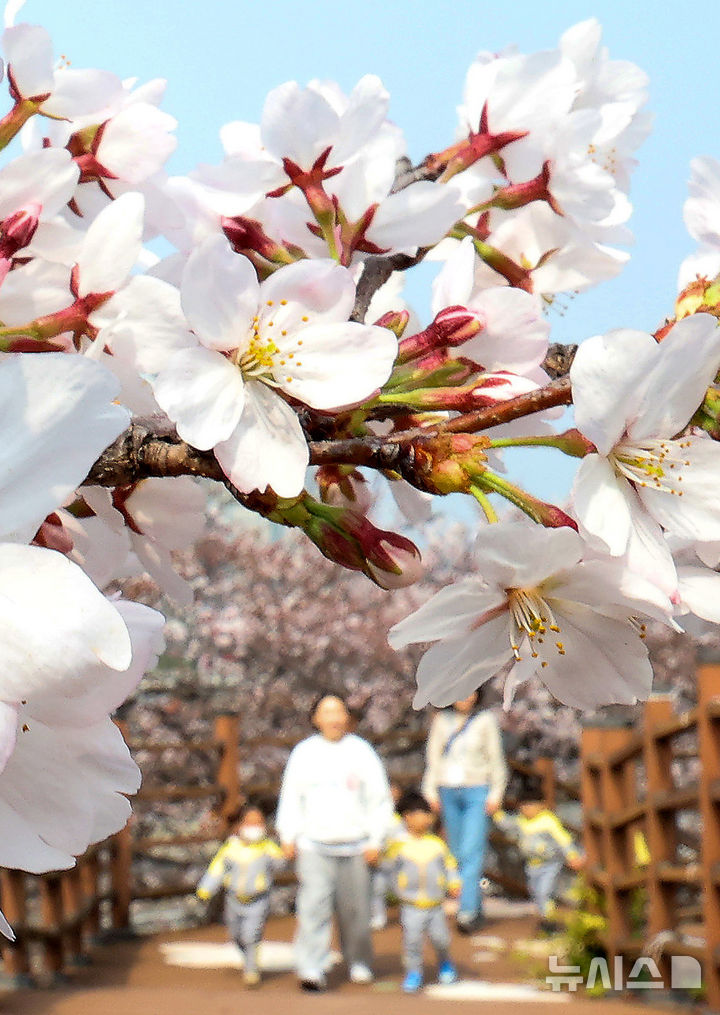 [대구=뉴시스] 이무열 기자 = 포근한 봄 날씨를 보인 27일 대구 북구 꽃보라동산에 벚꽃이 활짝 피어 있다. 2026.03.27. lmy@newsis.com