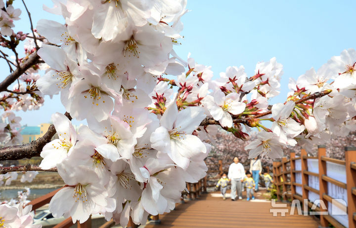 [대구=뉴시스] 이무열 기자 = 화요일인 31일은 전국이 대체로 흐린 가운데 오전까지 비가 이어지겠고, 낮 최고기온은 21도까지 올라 포근하겠다. 사진은 포근한 봄 날씨를 보인 지난 27일 대구 북구 꽃보라동산에 벚꽃이 활짝 피어 있는 모습. 2026.03.27. lmy@newsis.com