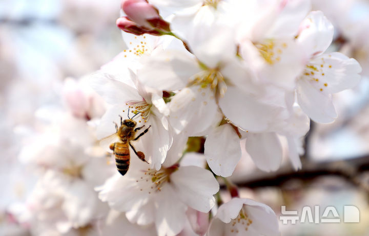 [대구=뉴시스] 이무열 기자 = 포근한 봄 날씨를 보인 27일 대구 북구 꽃보라동산에 활짝 핀 벚꽃에서 벌이 꿀을 따고 있다. 2026.03.27. lmy@newsis.com