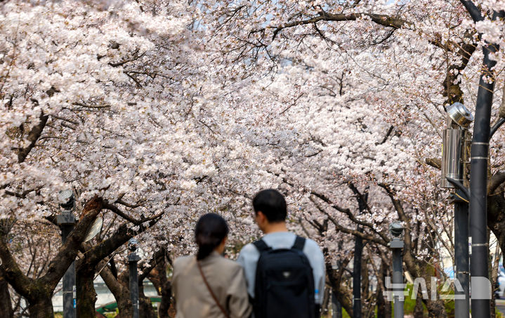 [대구=뉴시스] 이무열 기자 = 포근한 봄 날씨를 보인 27일 대구 북구 꽃보라동산에 벚꽃이 활짝 피어 있다. 2026.03.27. lmy@newsis.com