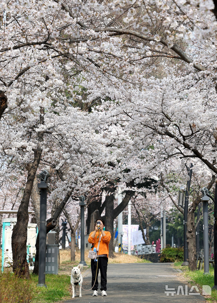 [대구=뉴시스] 이무열 기자 = 포근한 봄 날씨를 보인 27일 대구 북구 꽃보라동산에 벚꽃이 활짝 피어 있다. 2026.03.27. lmy@newsis.com
