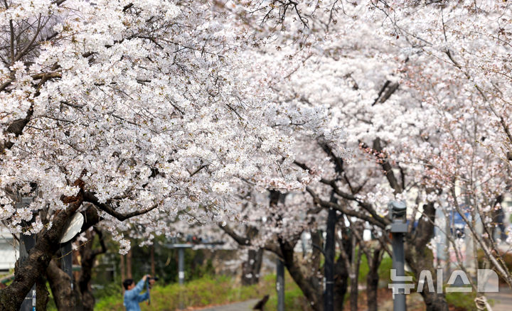 [대구=뉴시스] 이무열 기자 = 포근한 봄 날씨를 보인 27일 대구 북구 꽃보라동산에 벚꽃이 활짝 피어 있다. 2026.03.27. lmy@newsis.com