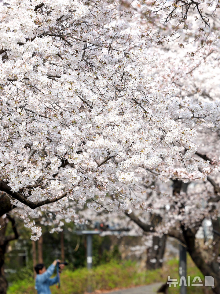 [대구=뉴시스] 이무열 기자 = 포근한 봄 날씨를 보인 27일 대구 북구 꽃보라동산에 벚꽃이 활짝 피어 있다. 2026.03.27. lmy@newsis.com