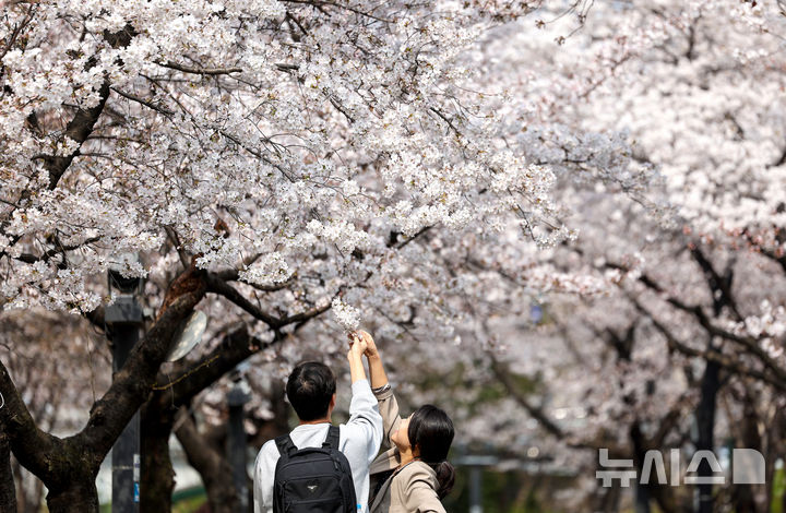 [대구=뉴시스] 이무열 기자 = 포근한 봄 날씨를 보인 27일 대구 북구 꽃보라동산에 벚꽃이 활짝 피어 있다. 2026.03.27. lmy@newsis.com